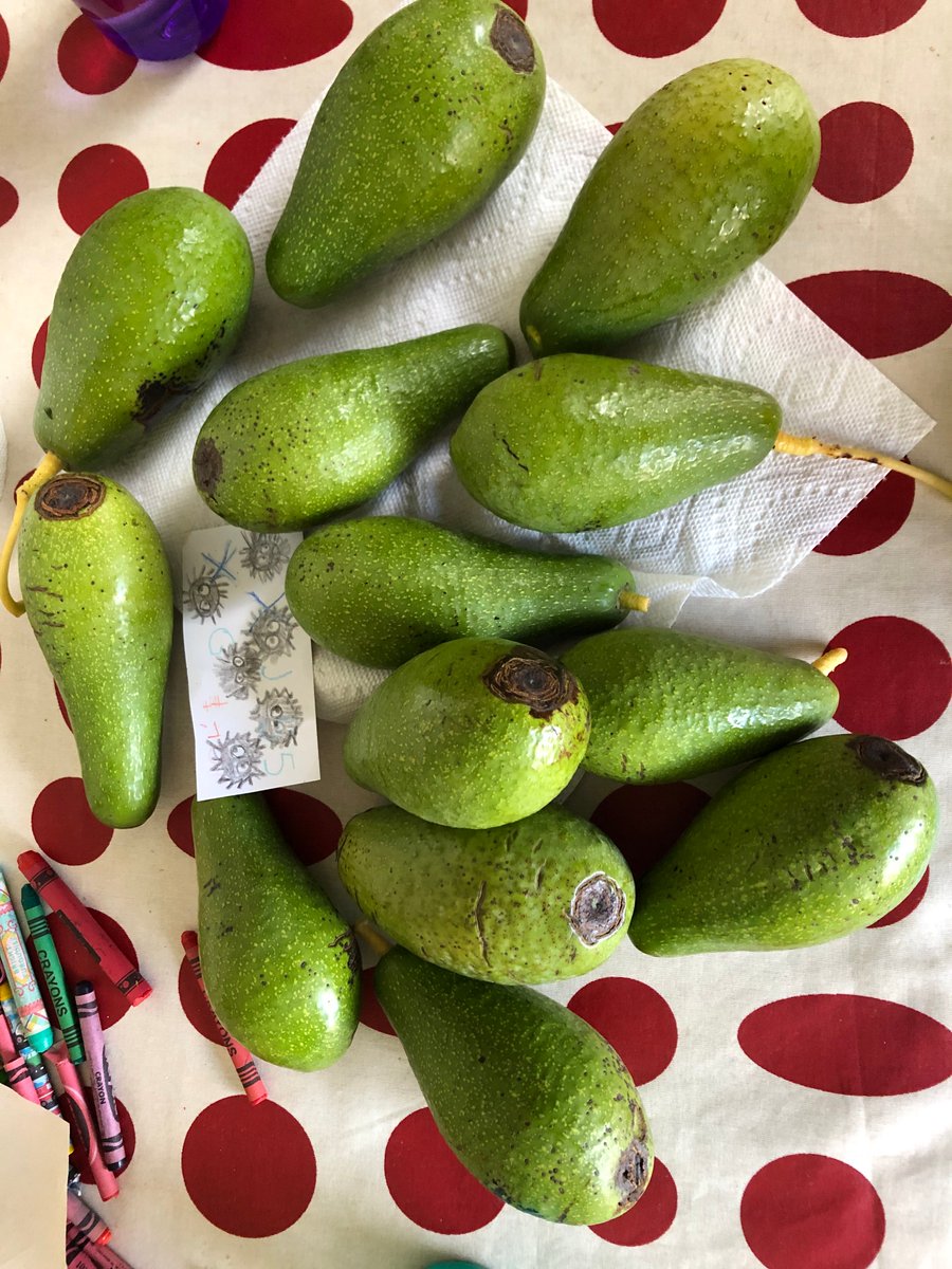 Today: wildflower walk (also known as kid sprints away while I take a pic) & and harvesting some of our last avocados.