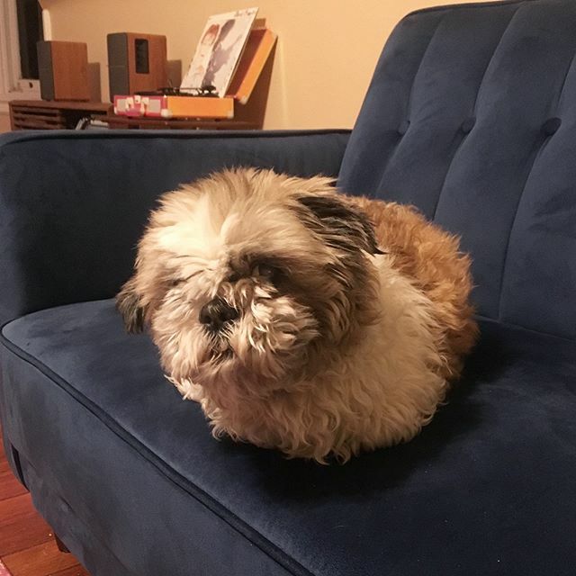 fluffernutterny's tweet photo. What should this fuzzy lump watch on Netflix? ✨ https://t.co/GgPZ5AjdIk https://t.co/l1fn7bHUbh