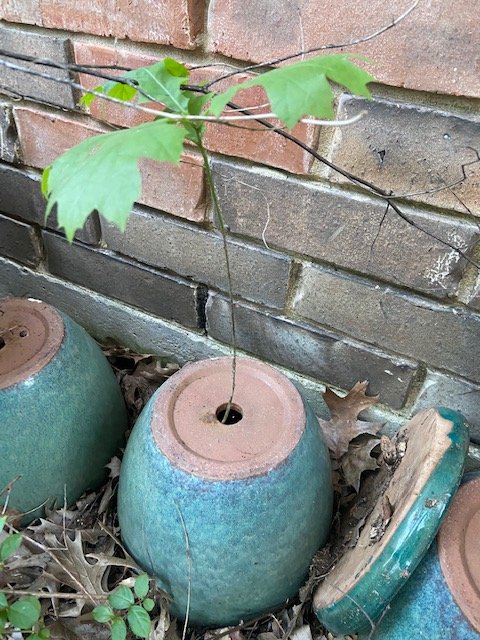 I think I'm finally getting the hang of this #gardening thing.