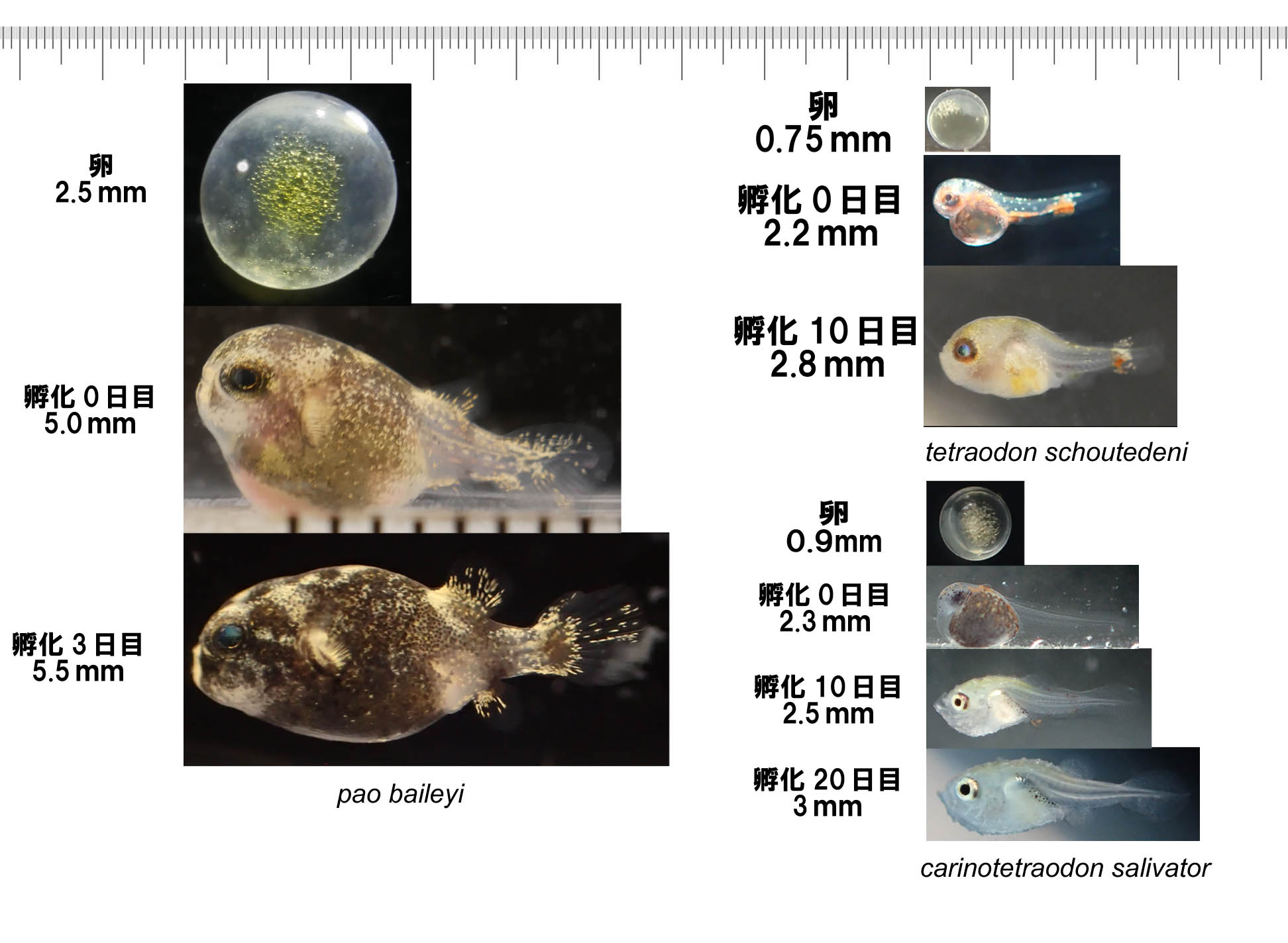 京都淡水フグ研究所 淡水フグ ショウテデニィ サリバトール バイレイ ブラインシュリンプを食べられるようになるまでの日数と大きさ バイレイ 3日 5 5mm ショウテデニィ 10日 2 8mm サリバトール 日 3mm T Co Dfeam0c1zv Twitter