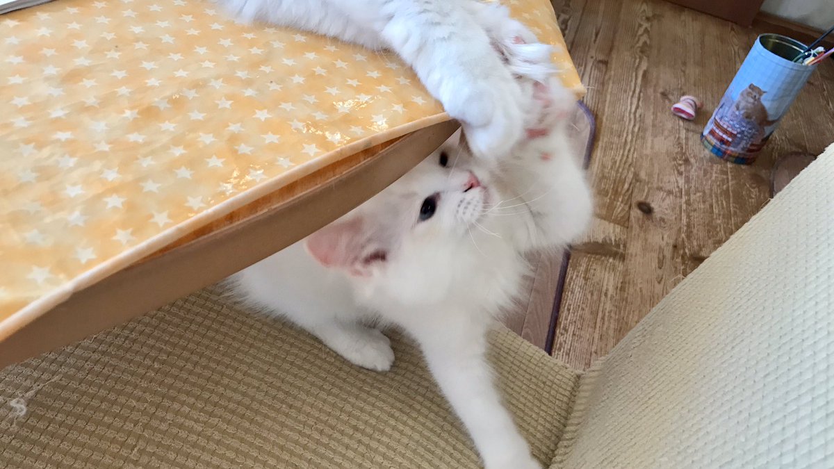 このあと15時〜【猫カフェ生放送】
本日は多摩センター「ねこカフェ たまねこ」さんからお送りします。

冒頭から約15分は無料でご覧いただけます。
【ニコ生】live2.nicovideo.jp/watch/lv324837…
無料部分はYouTubeでも配信！
【YouTube】youtu.be/_JOGTalAXRs