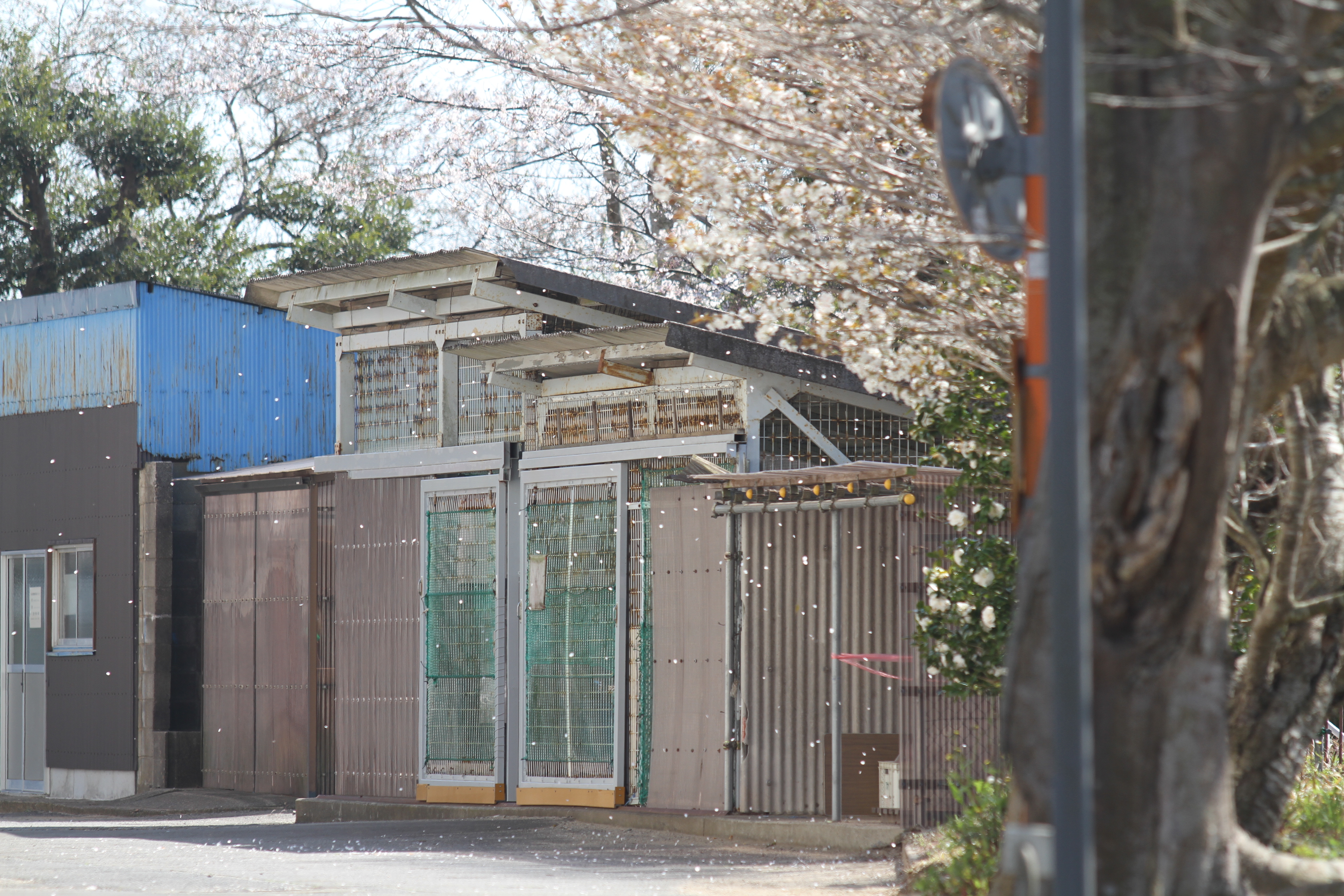 Omigawa Hs Official 今日は2年生の学年登校日でした 久しぶりに校内に生徒たちの明るい声が響きました 校内の早く咲いた桜はもう散り始めています 桜の下で新入生を迎えるのは難しそうです T Co Anibje6ger Twitter