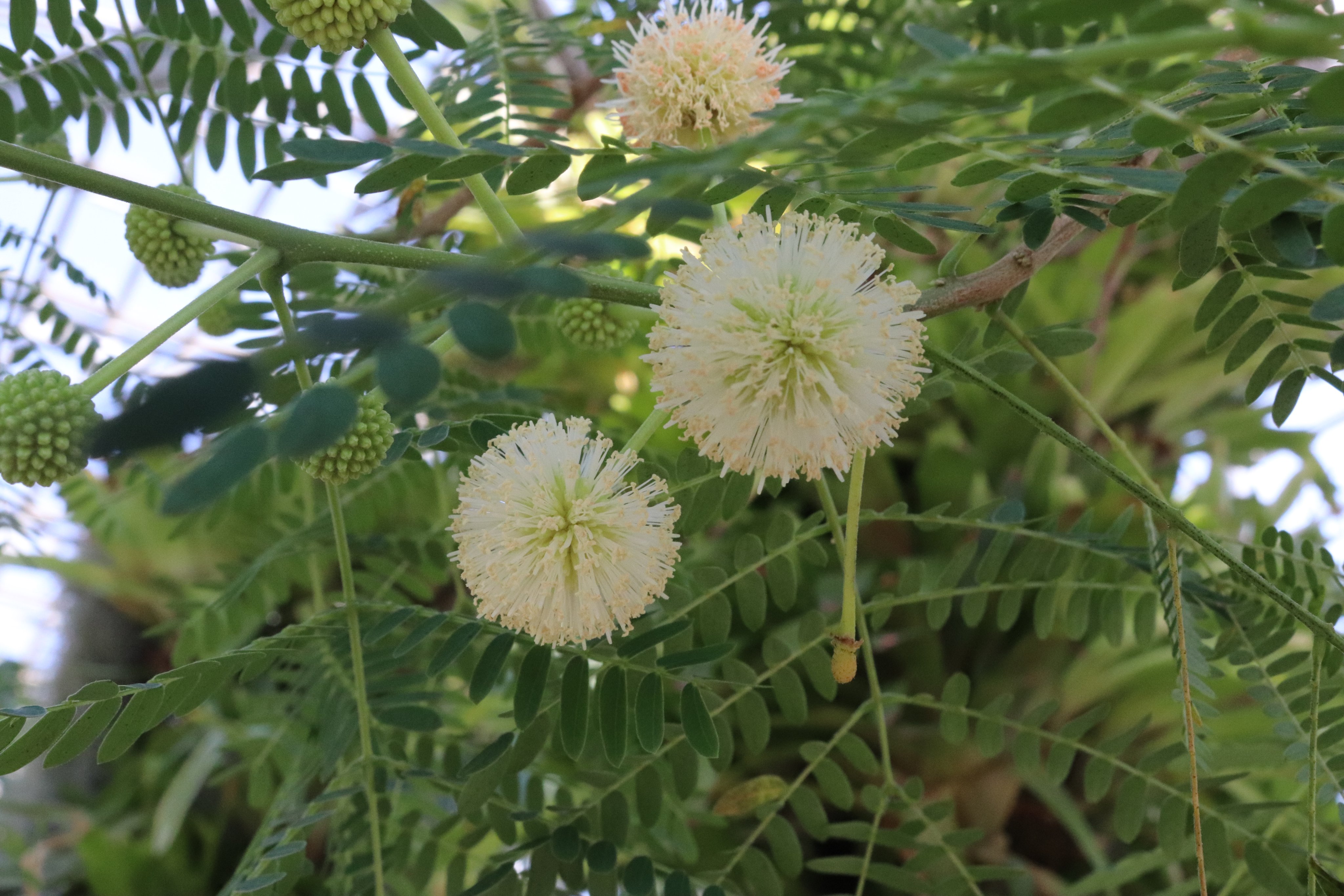 تويتر 咲くやこの花館 على تويتر フワフワしたぼんぼりみたいで とても可愛いですね 熱帯花木室にて開花中のこのお花は マメ科の植物 ギンネム です フィリピン やタイでは葉をサラダとして食べたり コーヒーにして飲んだりするそうですよ 咲くやこの花館は