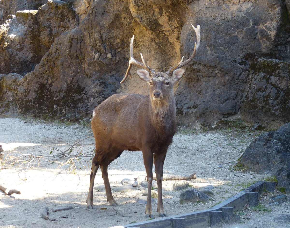 上野動物園 公式 エゾシカ の角はウシやサイとは違い 毎年春に生え換わります 去年は3 30に落ちましたが 今年はいつ落ちるかな 落ちるまで今日から毎日観察してみます 生の体験こそ 動物園の楽しみです シカの角落ちるまで観察してみた