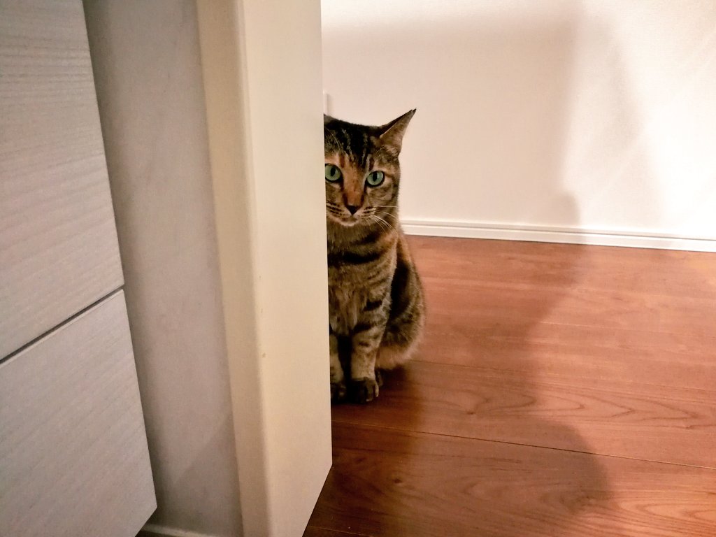 なつかない猫 なつかない猫