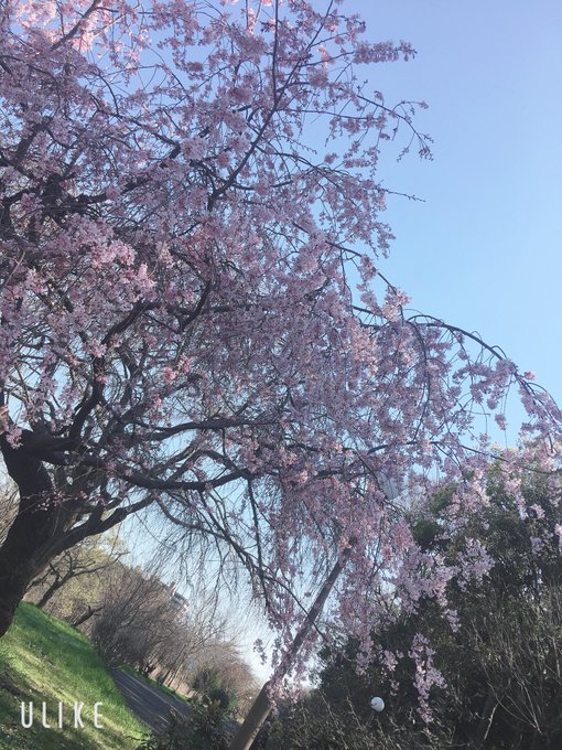 Twitterのコスプレ画像4