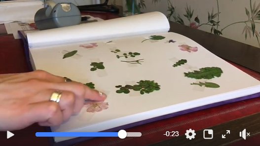 ☘️THUISBLIJFTIP via <a href="/stoepplantjes/">Stoepplantjes & Stadsnatuur</a> // Welke stoepplantjes groeien bij u in de tuin of voor de deur? Ga op onderzoek uit, pluk wat blaadjes en bloemetjes en maak uw eigen stoepplantjesherbarium. Ga naar onze Facebookpagina en ontdek hoe. facebook.com/HortusBotanicu…