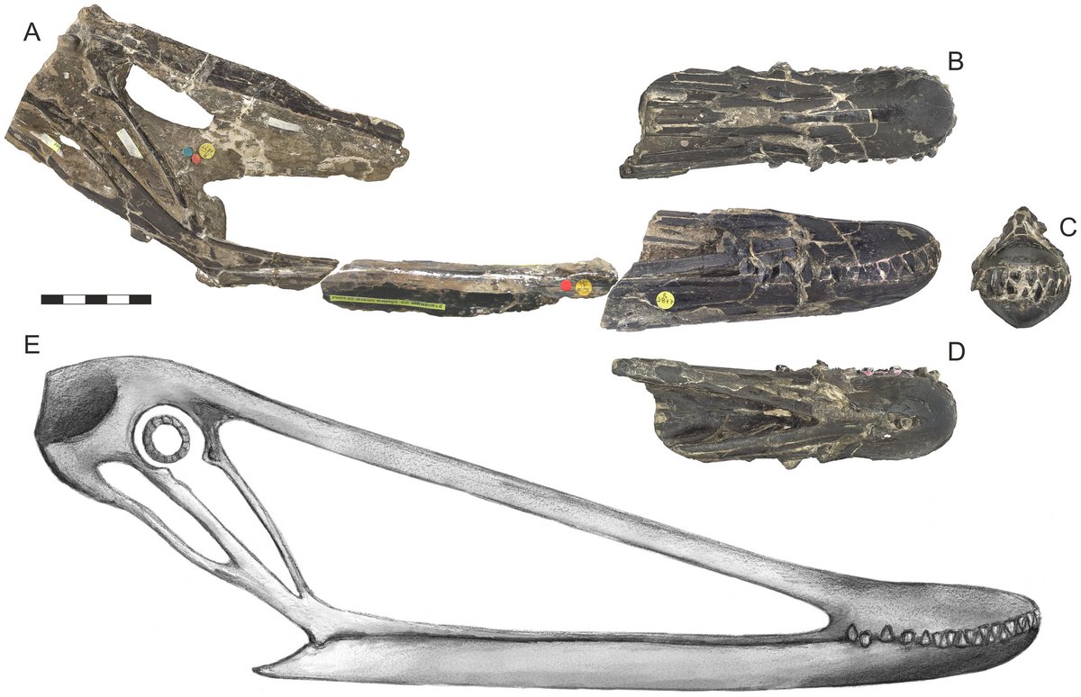  #Pterosaur of the day I: Istiodactylus, "sail finger". One species lived 125 Ma on the Isle of Wight, UK (I. latidens) and one in central China (I. sinensis). I. latidens had a 4–5 m wingspan and amazing serrated, triangular labio-lingually flattened teeth ( @MarkWitton 2012) 1/3