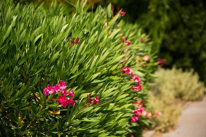 Massane34's tweet photo. C'était en mars 2020
Les rues étaient vides, les magasins fermés, les gens ne pouvaient plus sortir
Mais le printemps ne savait pas, et les fleurs ont commencé à fleurir, le soleil brillait, les oiseaux chantaient, les hirondelles allaient bientôt arrive… https://t.co/I3OXKGXNHE https://t.co/y9pgFcwWG2