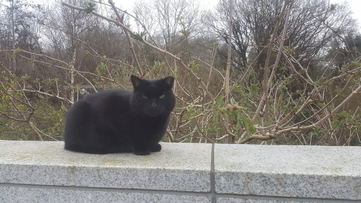 Mu Library Cat On Twitter Burp