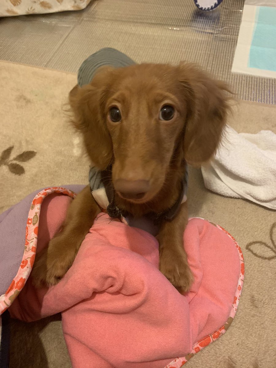 犬まゆみ お仕事などのご依頼お待ちしてます お仕事やad案件下さい No Twitter 愛犬ポンくんモデル級の可愛さ 犬 ミニチュアダックスフンド ミニチュアダックス ポンくん いぬ ふわもこ部 愛犬 わんこ ペット いぬすたぐらむ ワンコ 犬のいる 犬まゆみ お仕事などのご依頼お待ちしてます お仕事やad案件下さい No Twitter 愛犬ポンくんモデル級の可愛さ 犬 ミニチュアダックスフンド ミニチュアダックス ポンくん いぬ ふわもこ部 愛犬 わんこ ペット いぬすたぐらむ ワンコ 犬のいる