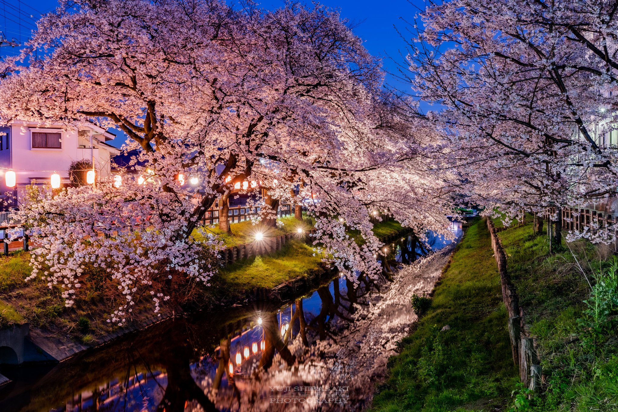 تويتر Yuji Shibasaki Photo على تويتر 川越の夜桜 今年の新河岸川の誉桜 桜まつりライトアップは中止でしたが 氷川会館裏手のみ夜桜が美しくきらめく 氷川会館 川越氷川神社様の粋な計らい 本当に感謝です 桜 川越 川越氷川神社 埼玉県 T Co