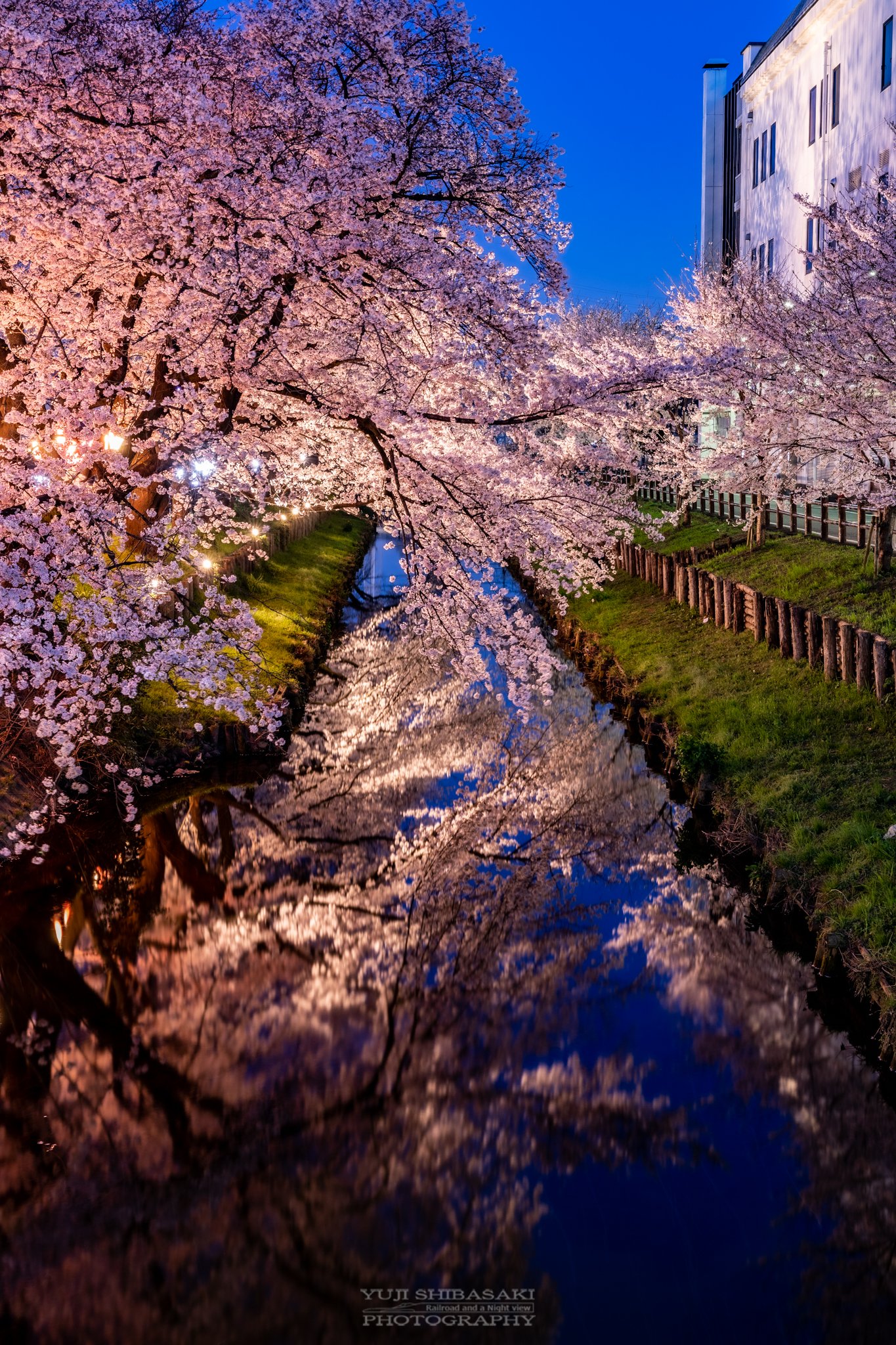 تويتر Yuji Shibasaki Photo على تويتر 川越の夜桜 今年の新河岸川の誉桜 桜まつりライトアップは中止でしたが 氷川会館裏手のみ夜桜が美しくきらめく 氷川会館 川越氷川神社様の粋な計らい 本当に感謝です 桜 川越 川越氷川神社 埼玉県 T Co