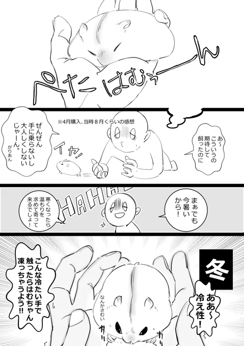 ハムのお腹冷えちゃいそうだから諦めました
#ハムスター漫画 