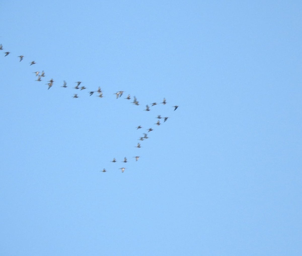 CharlotteFoote5's tweet image. 24.03.2020 

24 species seen from the garden yesterday, including 41 godwits flying over on passage, cormorant, sparrowhawk, goldfinch, pied wagtail, common gull, herring gull and lesser black backed gull.

Massive thanks to @gardenbirder1 for help with ID :) 

#tottonbirds