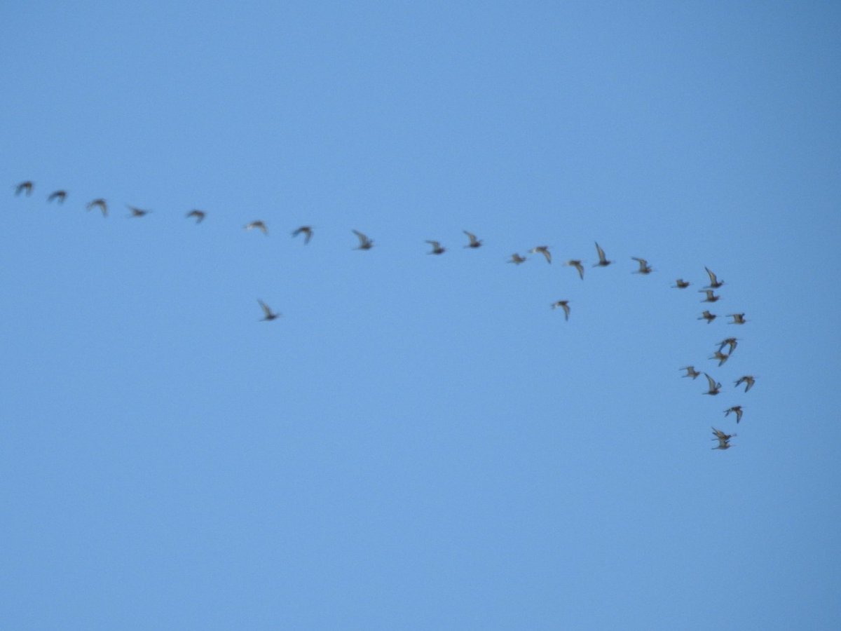 CharlotteFoote5's tweet image. 24.03.2020 

24 species seen from the garden yesterday, including 41 godwits flying over on passage, cormorant, sparrowhawk, goldfinch, pied wagtail, common gull, herring gull and lesser black backed gull.

Massive thanks to @gardenbirder1 for help with ID :) 

#tottonbirds