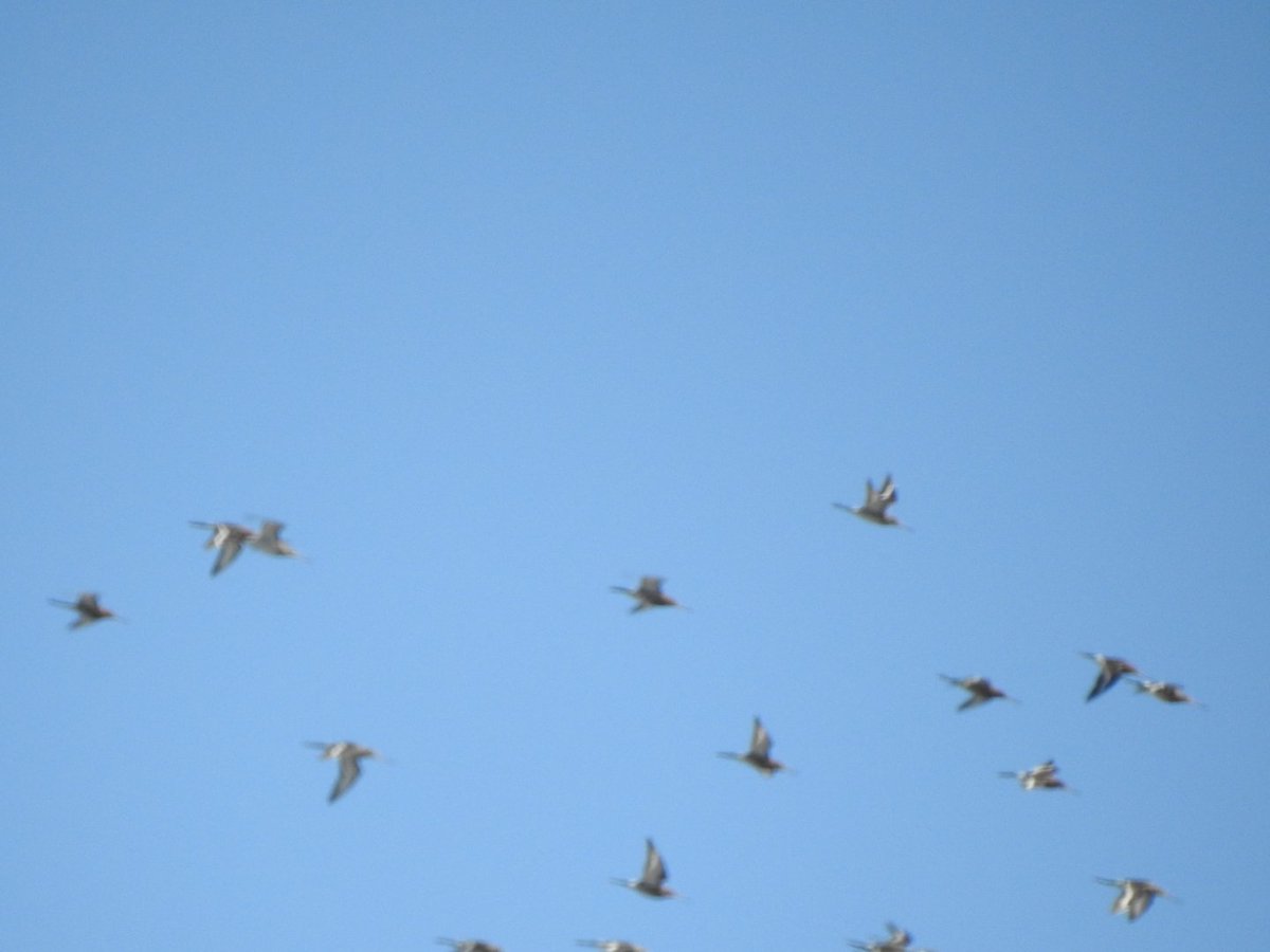 CharlotteFoote5's tweet image. 24.03.2020 

24 species seen from the garden yesterday, including 41 godwits flying over on passage, cormorant, sparrowhawk, goldfinch, pied wagtail, common gull, herring gull and lesser black backed gull.

Massive thanks to @gardenbirder1 for help with ID :) 

#tottonbirds