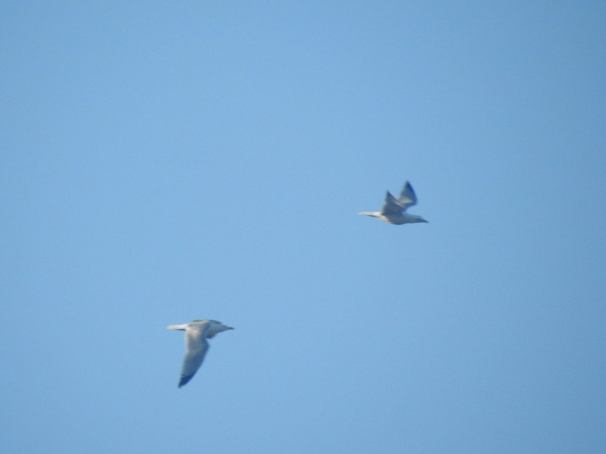 CharlotteFoote5's tweet image. 24.03.2020 

24 species seen from the garden yesterday, including 41 godwits flying over on passage, cormorant, sparrowhawk, goldfinch, pied wagtail, common gull, herring gull and lesser black backed gull.

Massive thanks to @gardenbirder1 for help with ID :) 

#tottonbirds