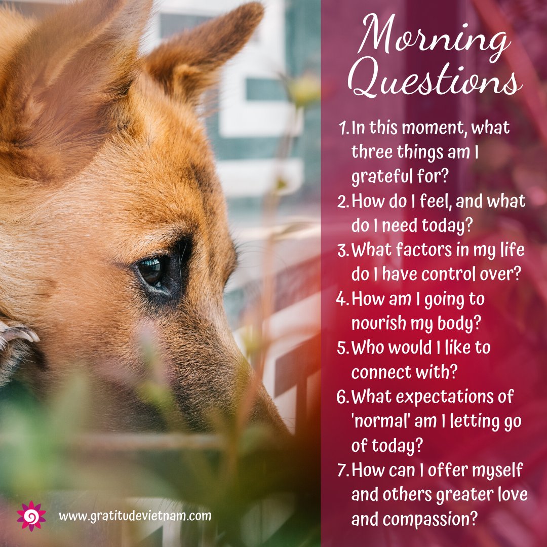 Gratitude Vietnam (@GratitudeVN) / Twitter Gratitude Vietnam (@GratitudeVN) / Twitter