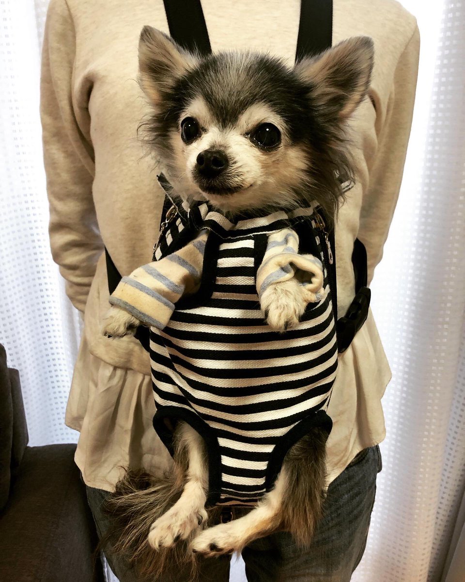 齊藤さっこ Sur Twitter 抱っこひも はじめました チワワ 巨大食道症