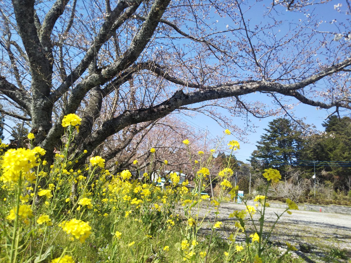 養老渓谷観光協会 養老渓谷駅前の桜です まだ開花し始めです 大多喜城からは ほぼ満開とのお知らせをいただきました お城の入館はできませんが 桜の見学はできます 高滝湖周辺や 飯給駅はあと2 3日で見頃を迎えそうです 養老渓谷 桜 養老渓谷観光協会 養老渓谷駅前の桜です まだ開花し始めです 大多喜城からは ほぼ満開とのお知らせをいただきました お城の入館はできませんが 桜の見学はできます 高滝湖周辺や 飯給駅はあと2 3日で見頃を迎えそうです 養老渓谷 桜