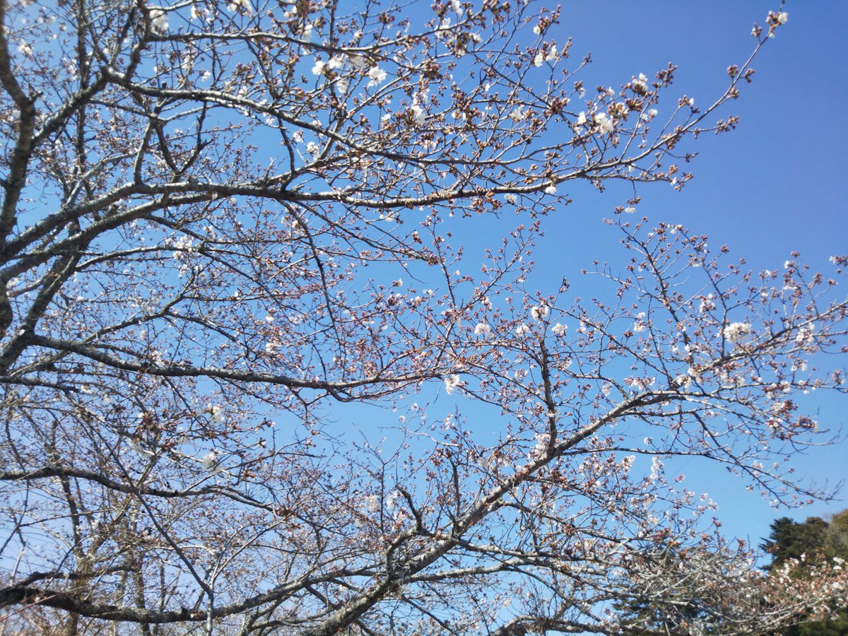 養老渓谷観光協会 養老渓谷駅前の桜です まだ開花し始めです 大多喜城からは ほぼ満開とのお知らせをいただきました お城の入館はできませんが 桜の見学はできます 高滝湖周辺や 飯給駅はあと2 3日で見頃を迎えそうです 養老渓谷 桜 養老渓谷観光協会 養老渓谷駅前の桜です まだ開花し始めです 大多喜城からは ほぼ満開とのお知らせをいただきました お城の入館はできませんが 桜の見学はできます 高滝湖周辺や 飯給駅はあと2 3日で見頃を迎えそうです 養老渓谷 桜
