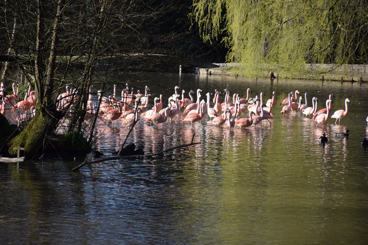 parcdecleres's tweet photo. Au #parcdecleres, notre groupe de #flamants du Chili profite du soleil sur l'étang. https://t.co/1QKWP0Grqx