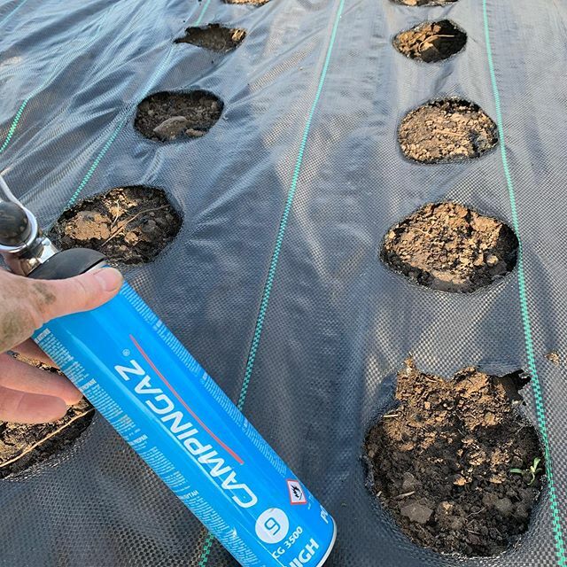 fieldandbloom's tweet photo. I’m taking the time to do some planting in the beautiful weather we are having. The first job though is to burn holes in the weed control barrier with a trusty burner courtesy of @pickedatdawn (I’ll get it back to you one day Suze!)
I burn holes free sty… https://t.co/st5vAxSSf1 https://t.co/6P5YICcron