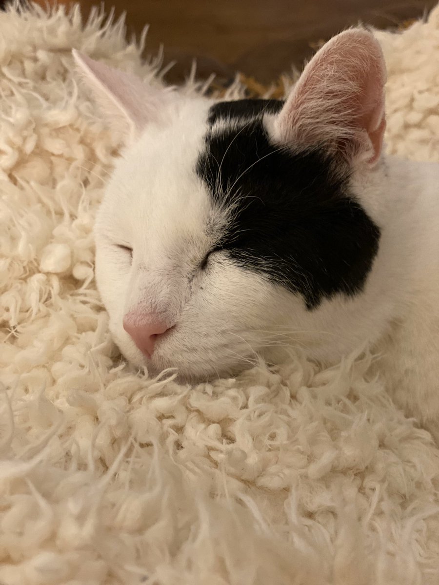 Sofa so good 😊 Life is strange but with this little beaut my days stay happy ....