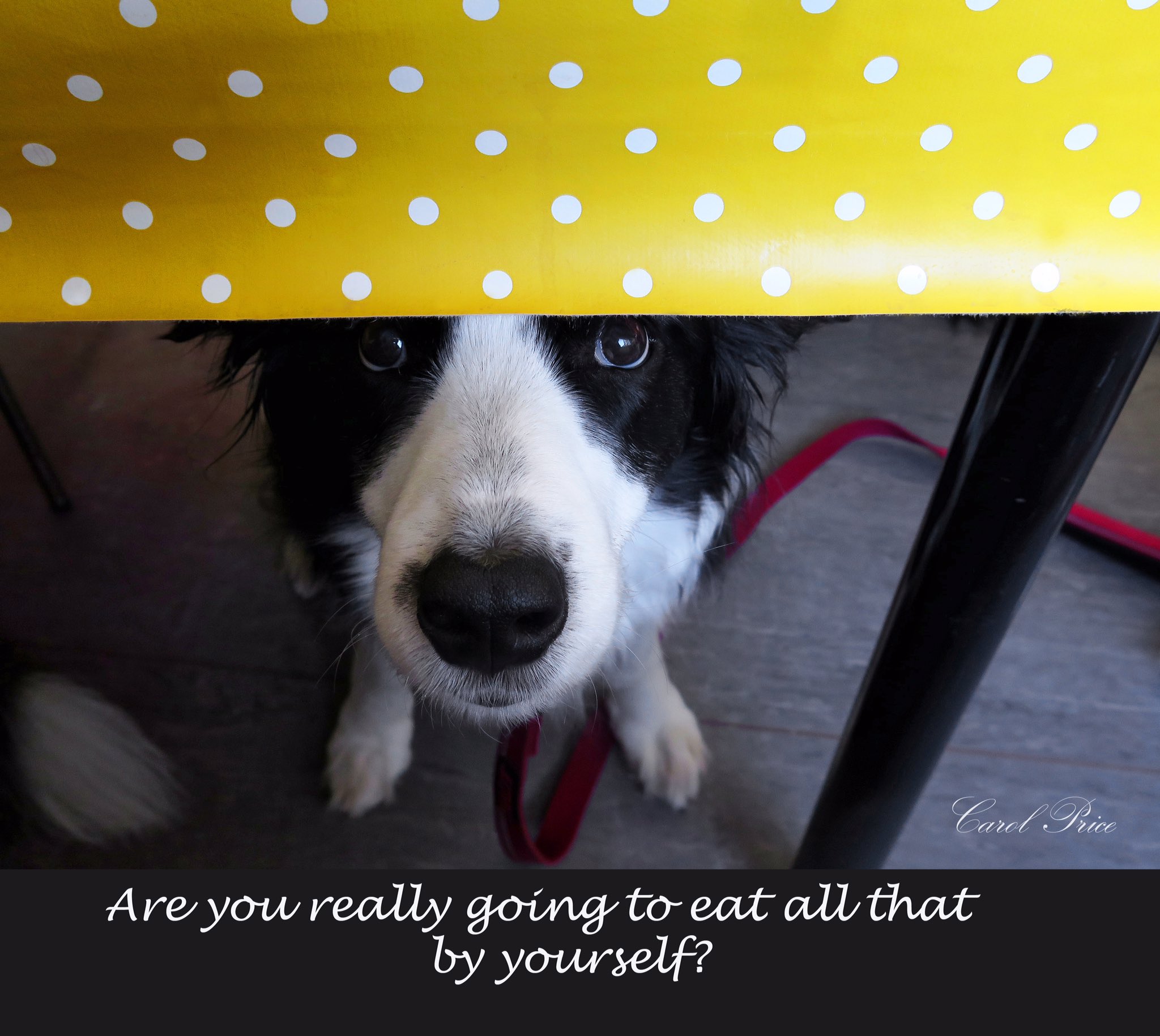 Carol price border collie sales
