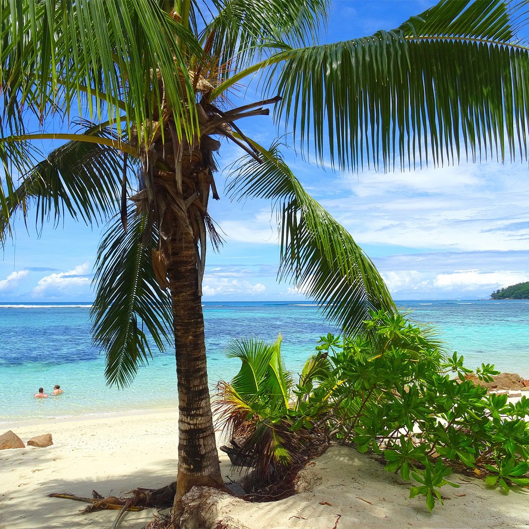 She sells Seychelles on the seashore 🐚 Destination dreaming 🐠
.
#simplybeach #seychelles #seychellesisland #indianocean #indianoceanview #beachdaysarethebestdays #beachlife #lifesabeach #holidaydestination #holidayinspo #oceandays #beachdaze #intotheblue #destinationdreaming