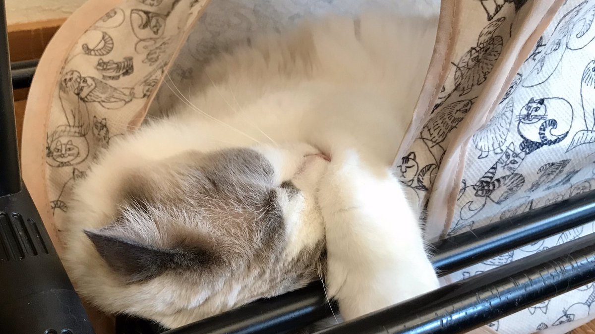 本日もご視聴いただきありがとうございました。
多摩センター「ねこカフェ たまねこ」さんからお送りしました。

冒頭から約15分は無料でご覧いただけます。
【ニコ生】live2.nicovideo.jp/watch/lv324837…
無料部分はYouTubeでも配信！
【YouTube】youtu.be/_JOGTalAXRs