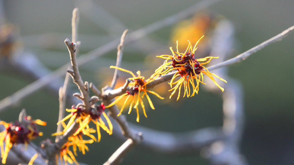 たけし マンサクの花 和名の 満作 万作 マンサク には 山で一番早く咲くことから まず咲く が転訛したという説や豊年満作の祈願から命名されたという説などがあります マンサクの花 塩竈神社