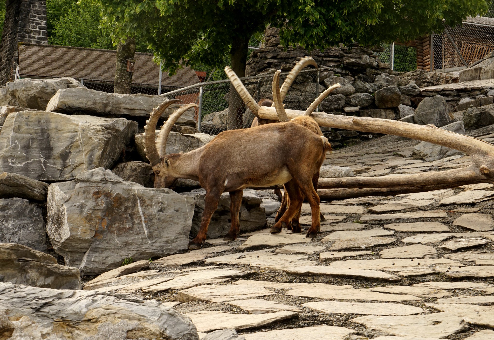 アルプスの少女ハイジ 公式 ハイジの国スイスの写真 大角のだんな 特徴的な大きな角を持つ野生のヤギ アイベックス Steinbock 通称 大角のだんな 山岳部に住むとだけあって なかなかのバランスの持ち主です アニメでは アルムおんじが