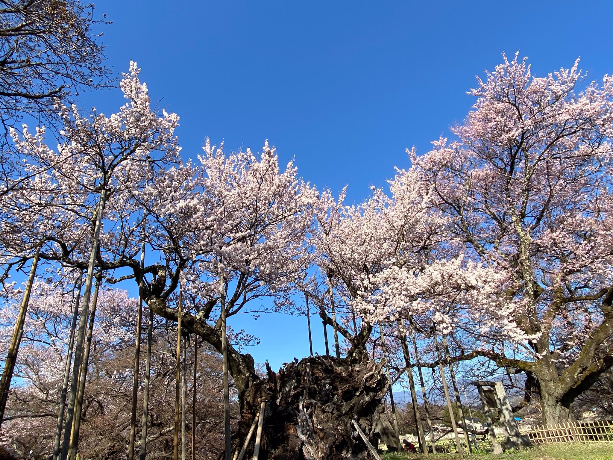 かすう工房「桜花神代桜」 桜花神代桜指輪｜和のシルバーアクセサリーブランド［かすう工房］