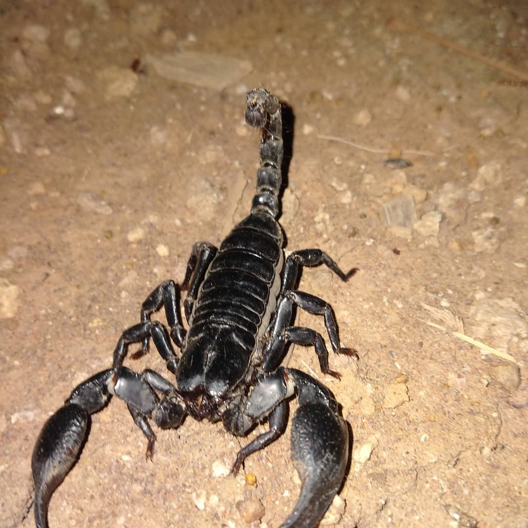 2540Na's tweet photo. Scorpion https://t.co/VVQyaAHXU1