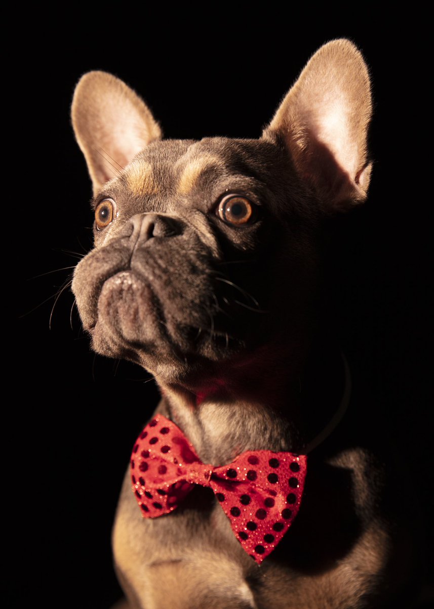 fionacue1's tweet photo. The beautiful, handsome Inspector Morse #frenchie #frenchy #frenchbulldog #rescue #rescuedog #puppy #saltedcaramel #reversesable #browneyedboy #beauty #calm #frenchbulldogrescuegb #fbrgb #pet #perfectboy https://t.co/0gpE830F5Z