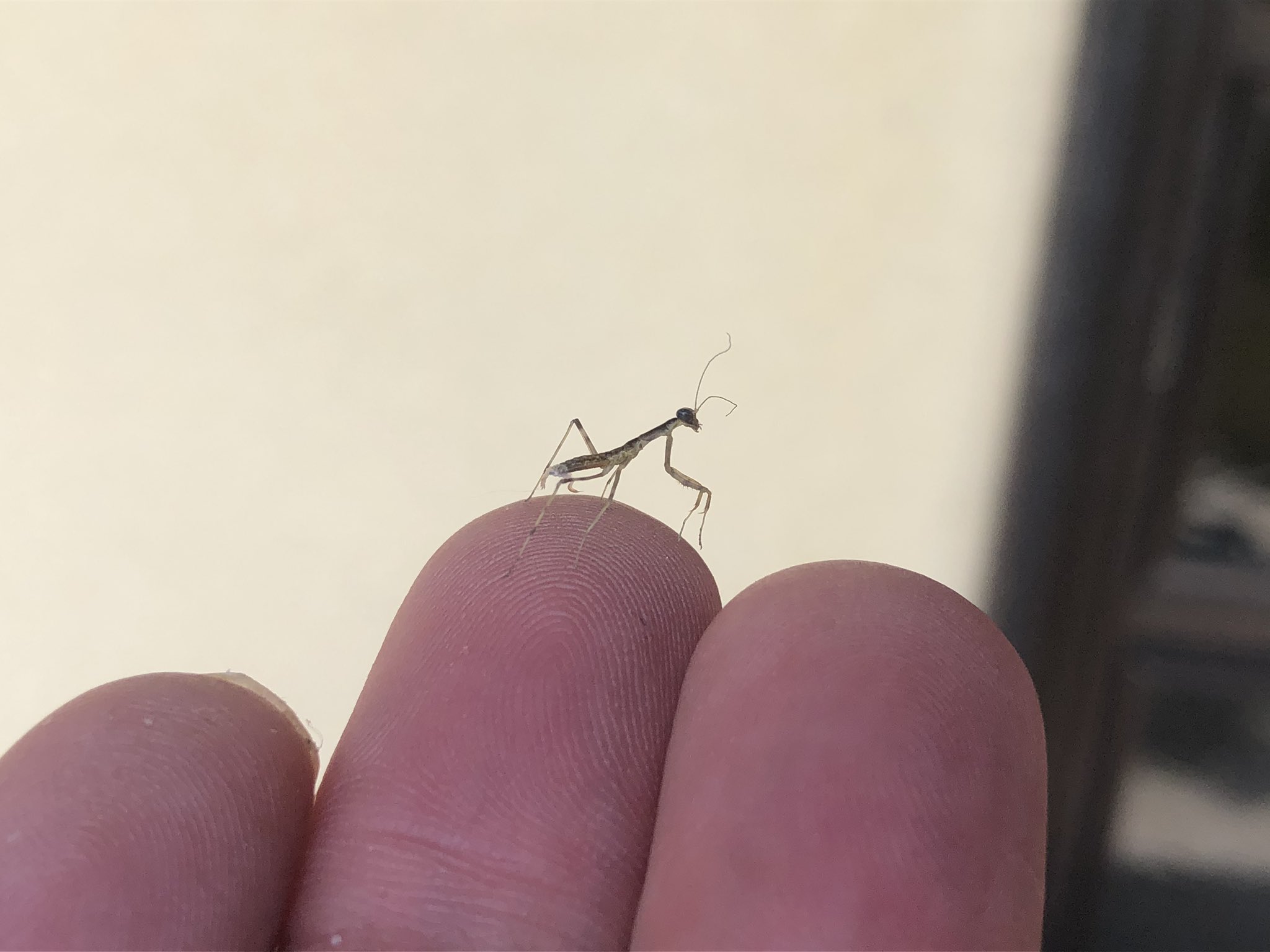 知床上手 モゾモゾすると思ったら カ マ キ リ こんなにちっちゃいのに ちゃんとカマキリでかわいいですね 春に見られるかわいいカマキリも 手のひらから風で飛ばされて行きました カマキリの幼虫 T Co Ptj3z9g1li Twitter