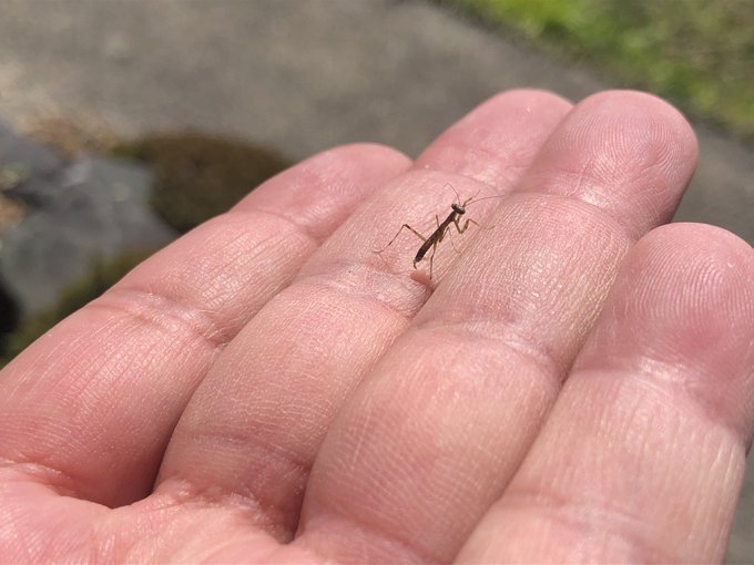 カマキリの幼虫のtwitterイラスト検索結果 古い順