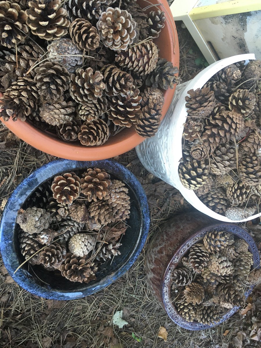 Day 11: acorn collecting in our back garden  #lucky  #keepingkidsentertained  #Covid19ireland