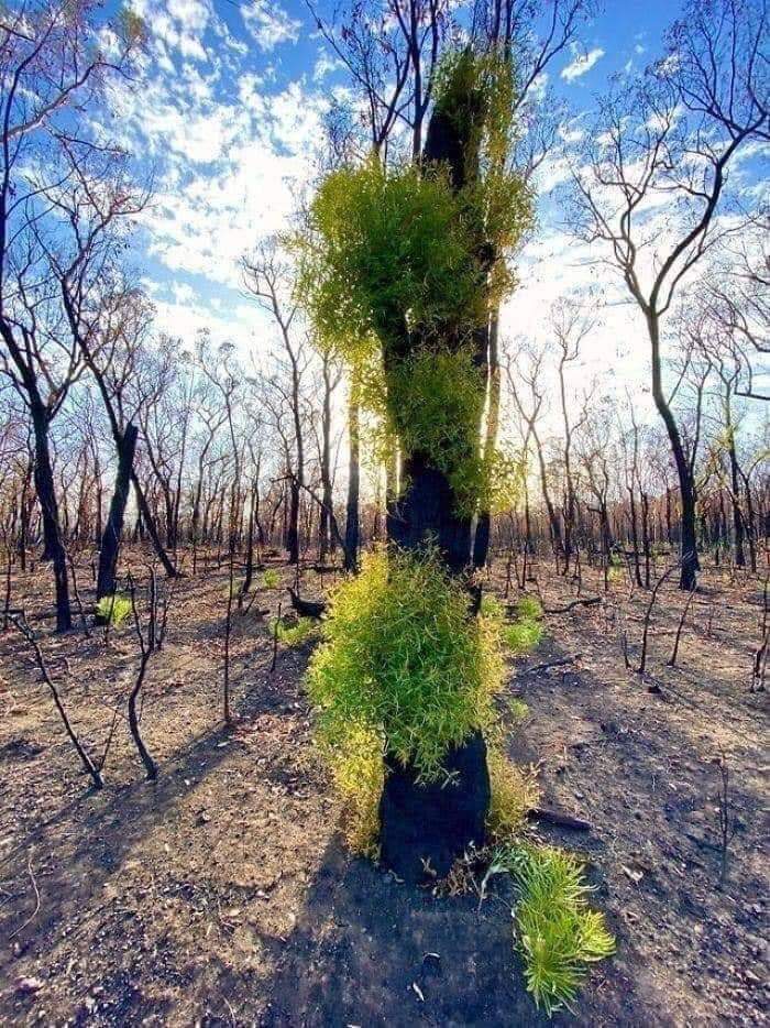 nikkupikku's tweet photo. Life goes on ... 

#Australia 
#newgreens #postbushfires 
#Nature 🌿🙏 https://t.co/vAOMHqobCG