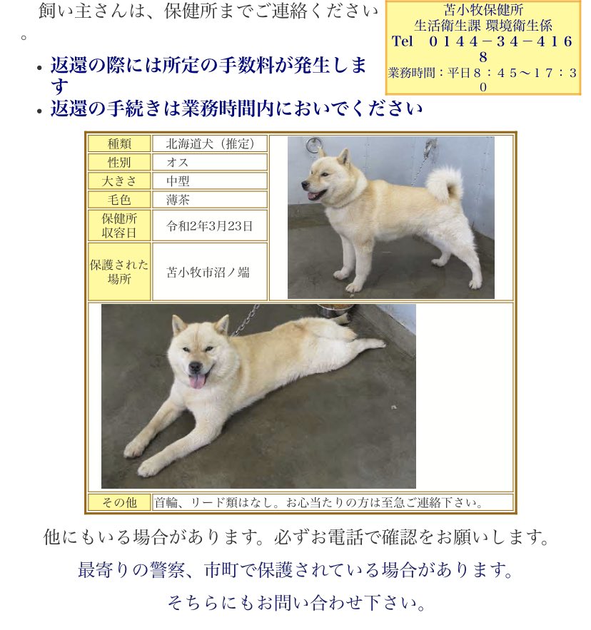 北海道 保健所 里親募集 苫小牧保健所さん 迷い犬 北海道犬系の犬さんが迷子保護されています 首輪やリードはなかったそうです 拡散希望 迷い犬 北海道犬 苫小牧 北海道 T Co P2tjjdg0tx T Co Etghboreyt Twitter