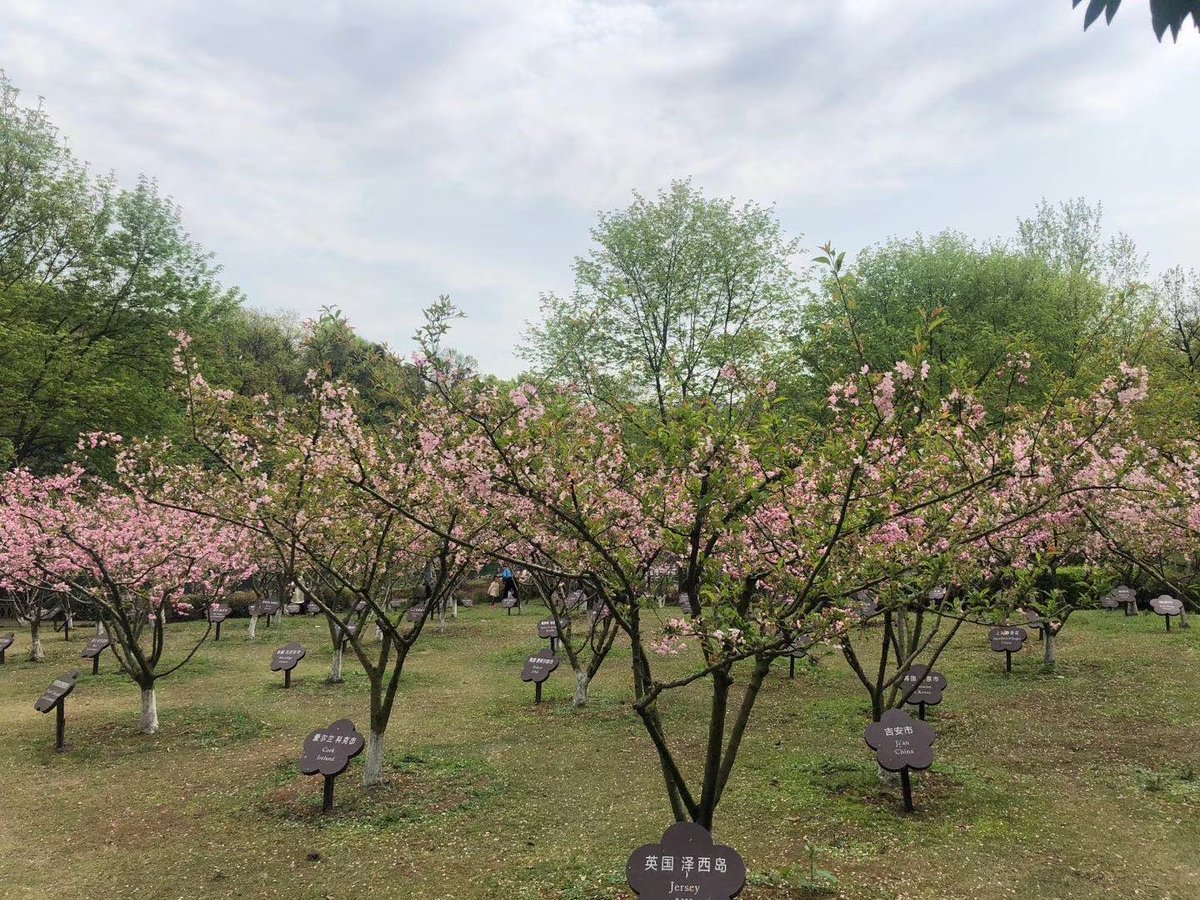 Today our Chinese sister city of Hangzhou sent us images of the #Leeds-Hangzhou tree of friendship in full blossom, from the Forest of Friendship at #Hangzhou West Lake #InternationalLeeds