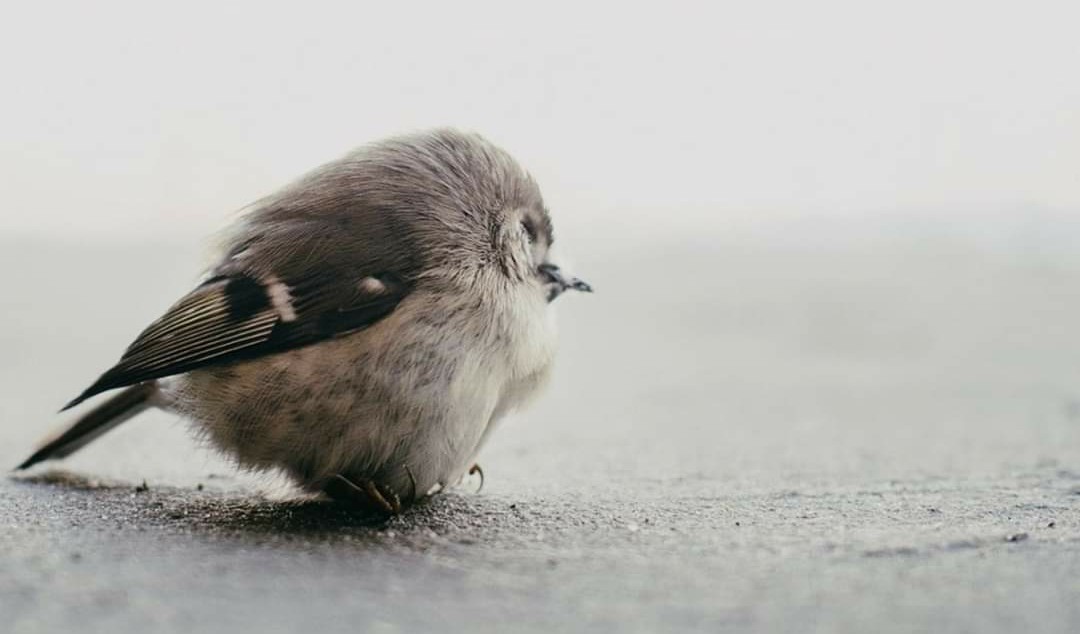 thealeey's tweet photo. Now Birds are free
And Humans are imprisoned
In their own homes.
#CoronavirusLockdown #21daylockdown #COVID2019 #Wuhan https://t.co/9ofrtL0ju0