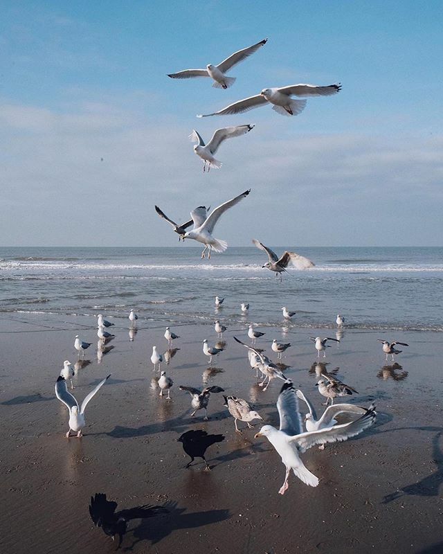 Scheveningen Strand tweet media