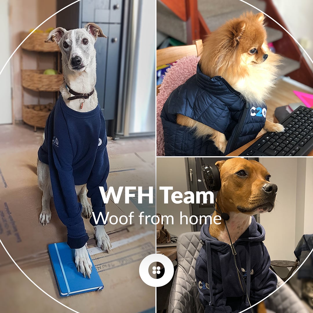 clothes2order's tweet photo. Need some light relief? Heres some of our WFH team #wooffromhome .  How are your team keeping spirits up with remote working? #openforbusiness #petstherapy https://t.co/nAjeghHfPd