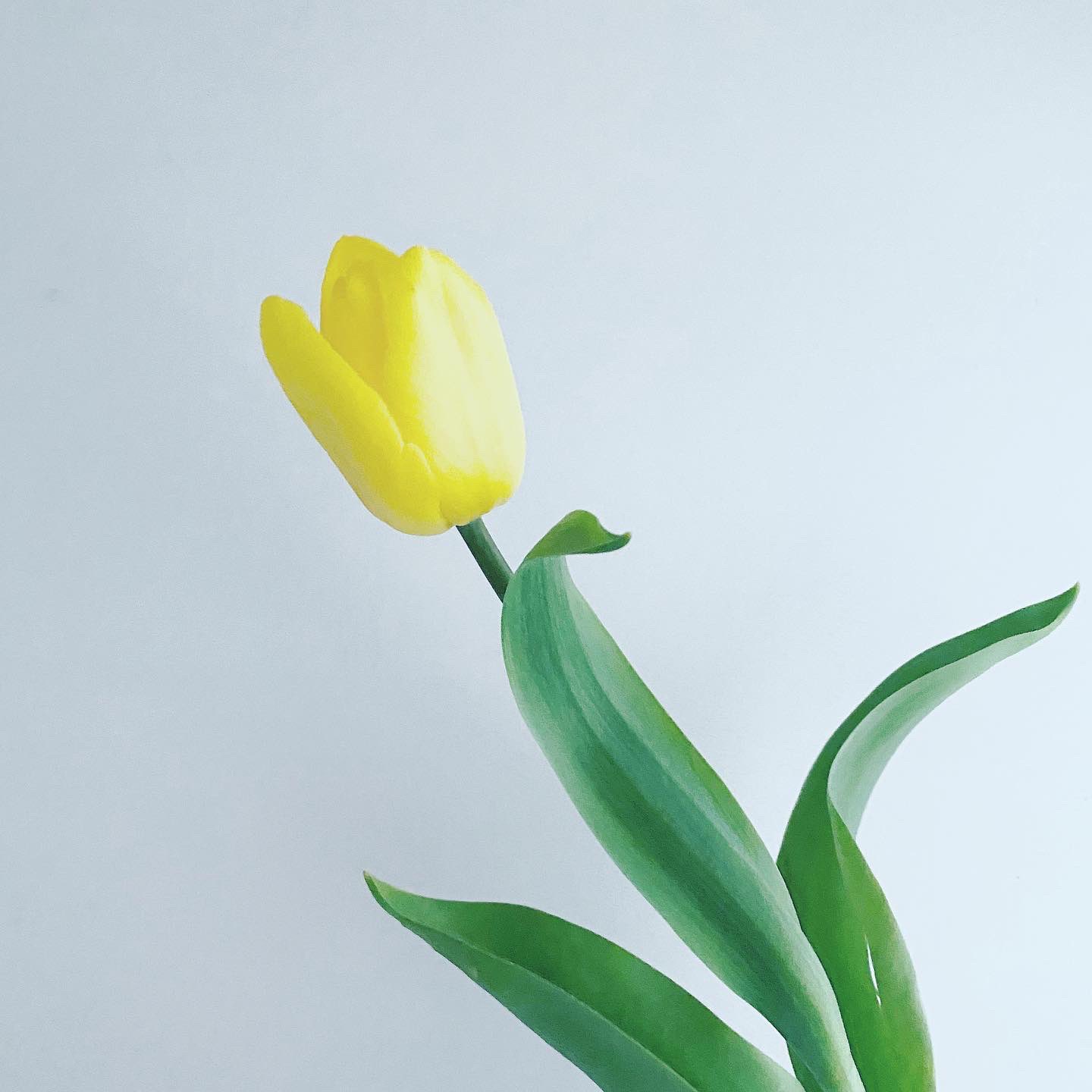 Cronico ムラタ Auf Twitter 黄色いチューリップで気持ちがふんわり アクセサリー Minne Creema チューリップ 黄色い花 レジン お花 植物 手作り ハンドメイドアクセサリー ハンドメイド Cronico 押し花アクセサリー レジンアクセサリー お花のある生活