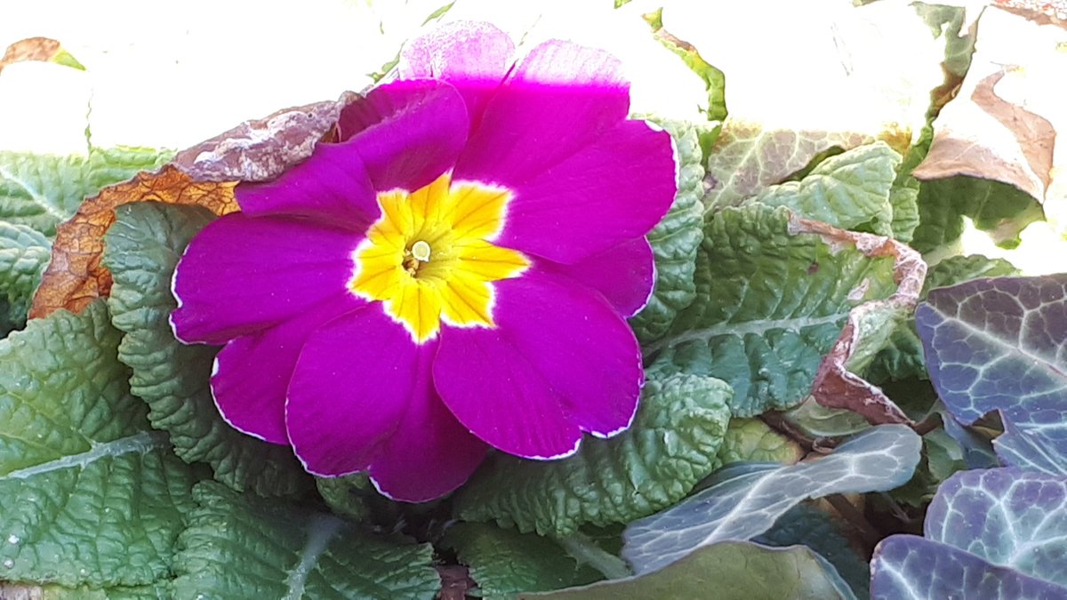 GeorgKegel's tweet photo. Meine Lieben Tf. War lange nicht mehr auf diesem #Twitterkanal wegen diesem #COVID2019. Mir geht es gut. Meine Tochter und SS  schauen auf mich. Habe mich abgeschirmt. Wünsche euch alles Gute und haltet durch. Bei mir ist es die Musik. https://t.co/tmKeUuNVGd