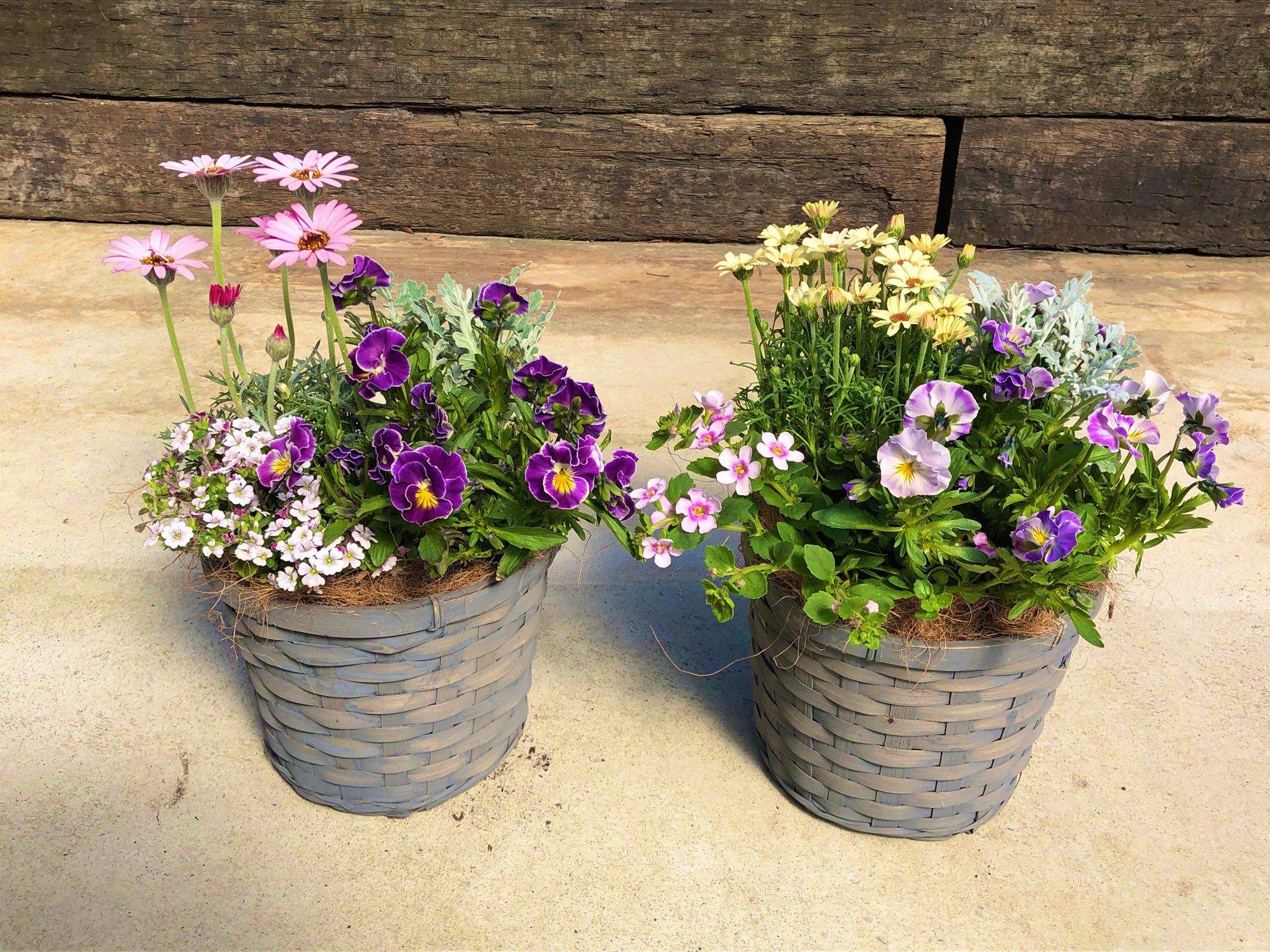 おれんじ にょ 寄せ植えつくりました その 寄せ植え ローダンセマム シロタエギク ビオラ モココ カーペットカスミソウ バコパ T Co Sv87pbrtkx Twitter