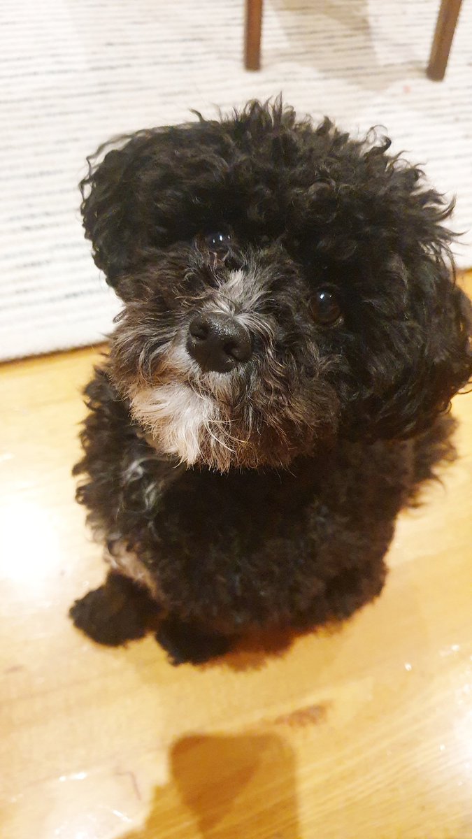 LisaBarnettPhD's tweet photo. #wfh #coronovirus #petstherapy https://t.co/elJJh3tYZ5